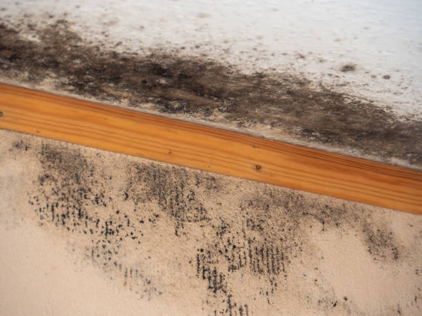 Best Mold Damage Restoration  in Reidland, KY
