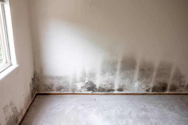 Best Mold Removal for HVAC Installations  in Reidland, KY