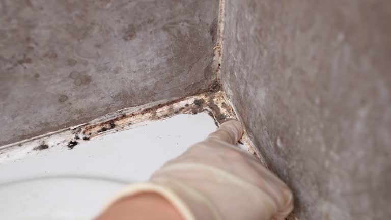 Best Air Quality Testing for Mold Spores  in Reidland, KY